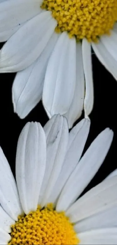 Vivid white daisies with yellow centers on a black background.