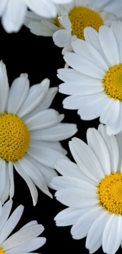 Elegant daisy flowers with white petals and yellow centers on a black background.