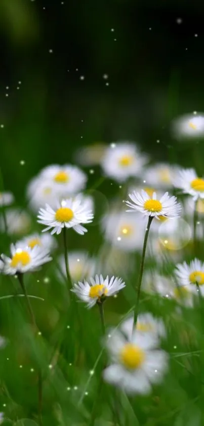 Beautiful daisies in a lush green meadow, perfect for nature-inspired wallpaper.