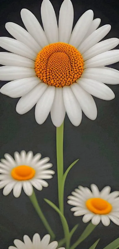 Elegant daisy flower with a black background, perfect for mobile wallpaper.