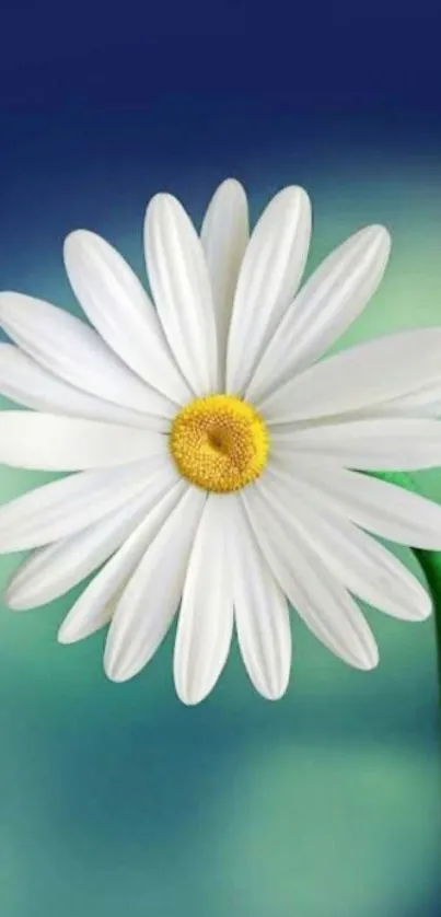 Elegant white daisy on a calming blue background.