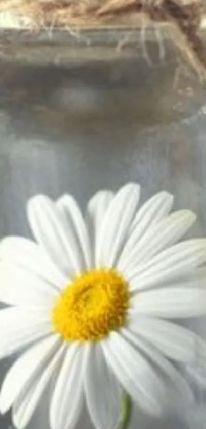 White daisy in glass jar with twine detail.