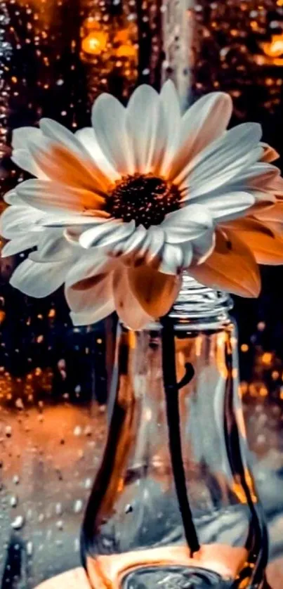 A daisy in a glass vase with raindrops on window.