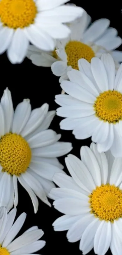 White daisies on black background wallpaper.