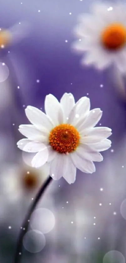 Mobile wallpaper of white daisies with purple background.