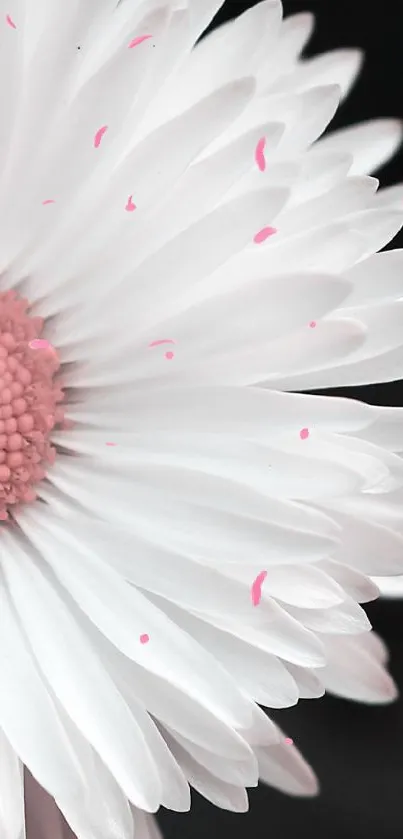 Elegant white daisy with pink center on a black background.