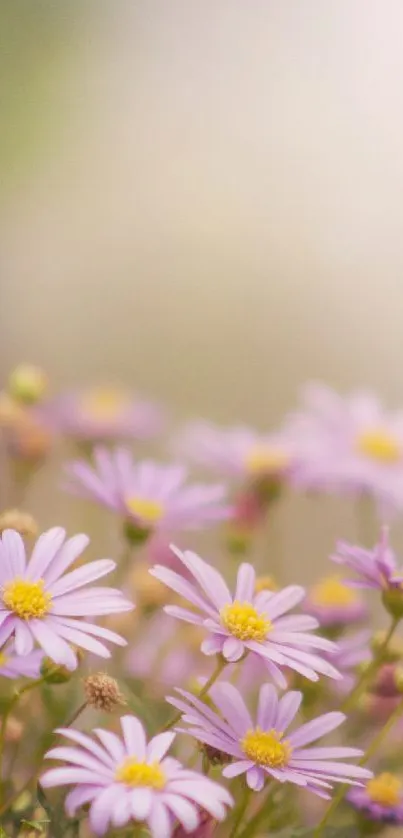 A serene mobile wallpaper with pink daisies and a gentle pastel background.