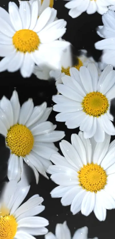 Mobile wallpaper featuring white daisies on a black background.