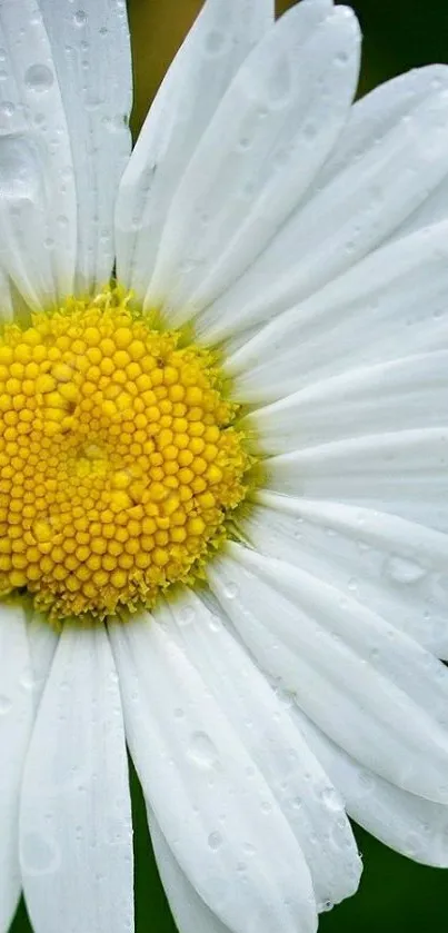 Close-up of a white daisy with a yellow center on a mobile wallpaper.