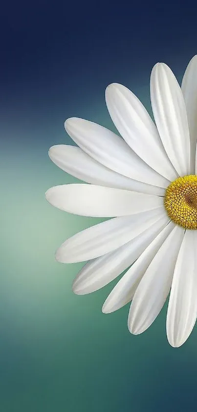 Elegant daisy on a blue-green gradient mobile wallpaper.