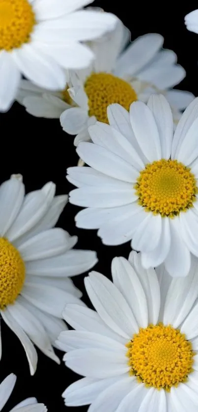 White daisies with yellow centers on a black background mobile wallpaper.