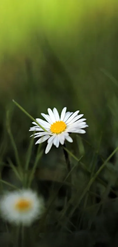 Daisy flower on green grass background, perfect for wallpapers.