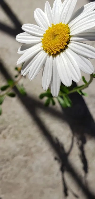 Close-up of a daisy flower casting a shadow on a beige surface.