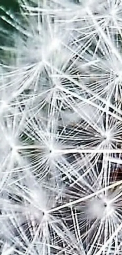 Close-up of a dandelion with intricate white seeds.