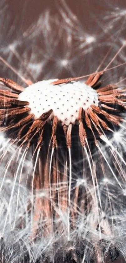 Close-up of a detailed dandelion flower against an earthy background.