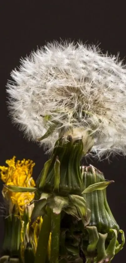 Close-up of a dandelion against a black background.