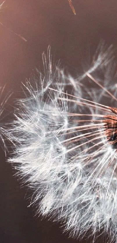 Close-up view of dandelion seeds with soft, brown hues.