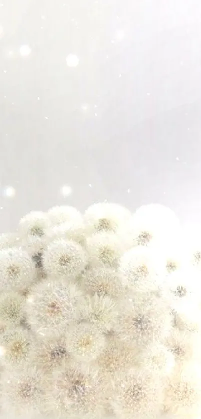 Elegant dandelion cluster mobile wallpaper with a soft, minimalistic design.