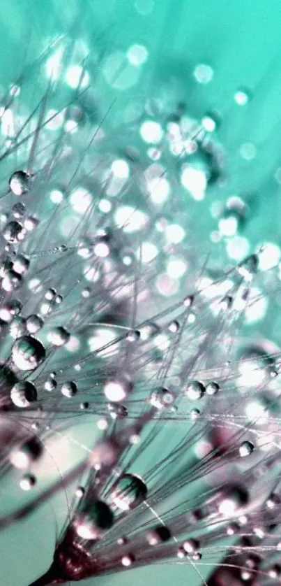 Close-up of dandelion seeds with dew on a teal background.