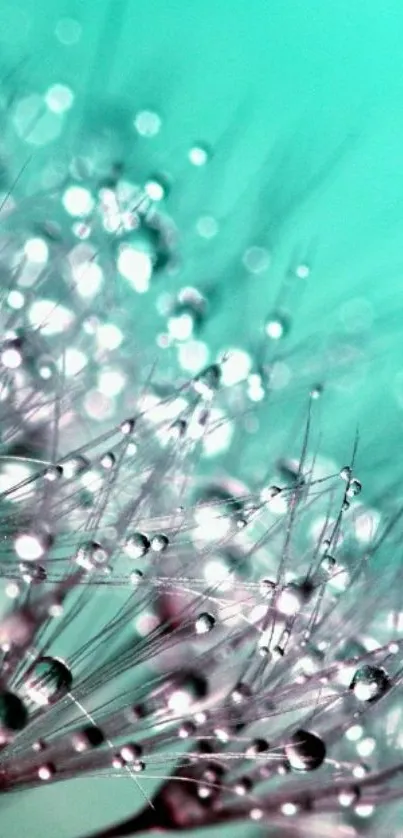 Close-up of dewdrops on dandelion seeds with turquoise background.