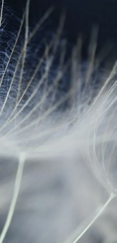 Close-up of delicate dandelion seeds in soft gray tones.