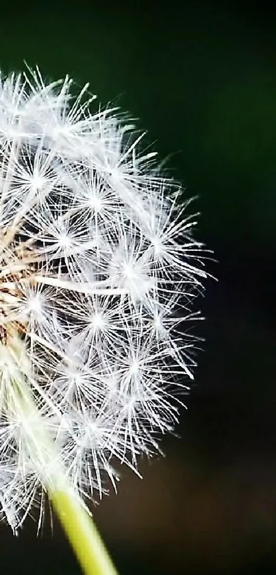 Close-up of a detailed dandelion on a subtle green background.