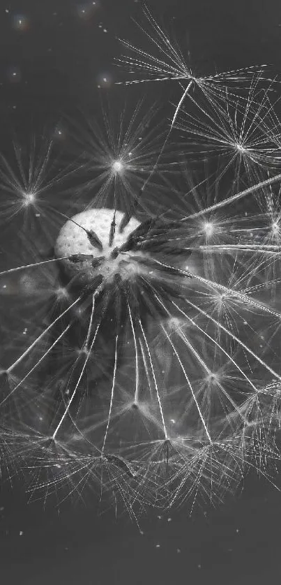 Monochrome dandelion art captures nature's beauty and delicate patterns.