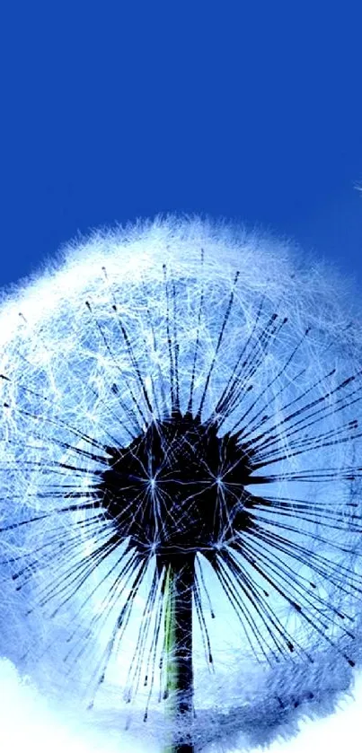 Elegant dandelion against a vivid blue sky wallpaper.