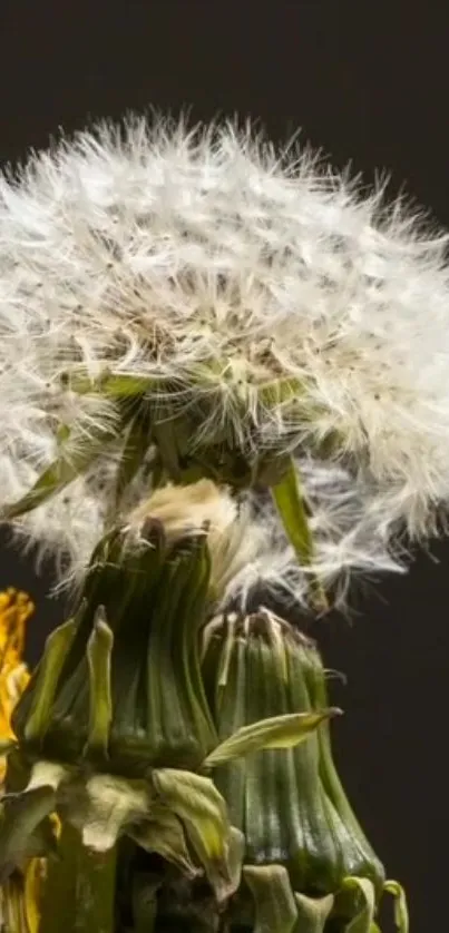 Close-up of a dandelion seed head against dark background.