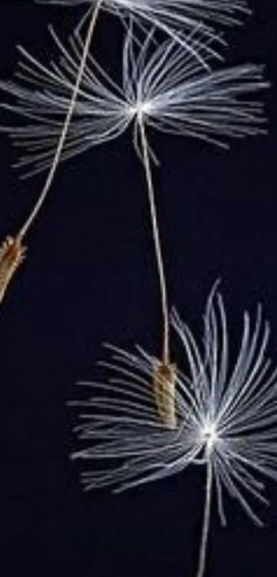 Floating dandelion seeds on a black background wallpaper.