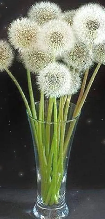 Fluffy dandelions in a clear vase against a dark background.