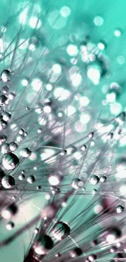 Dandelion with water droplets on teal background.