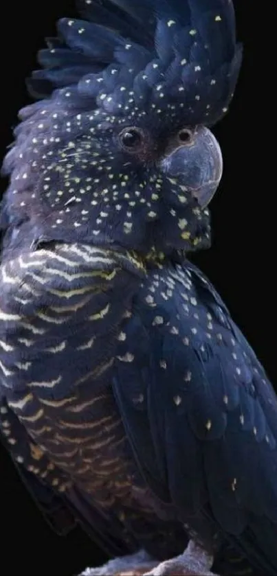 Dark cockatoo bird wallpaper on a black background.