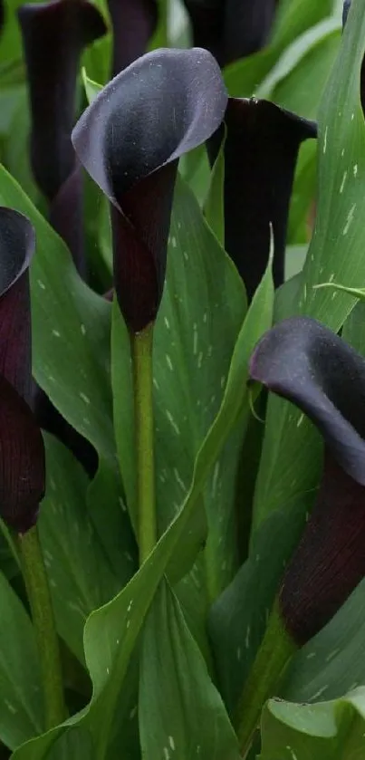 Dark calla lilies surrounded by green leaves on mobile wallpaper.