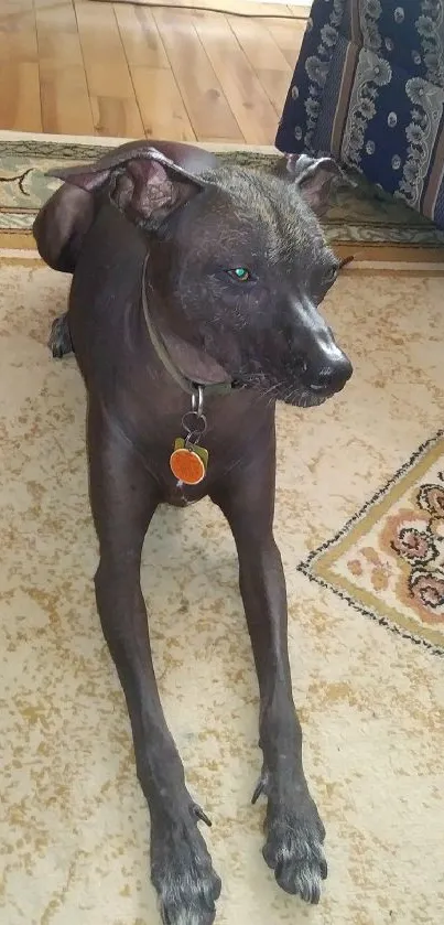 Dark dog resting on a patterned carpet in an indoor setting.