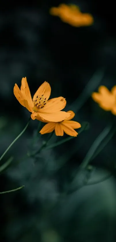 Elegant dark floral wallpaper with vibrant orange flowers.