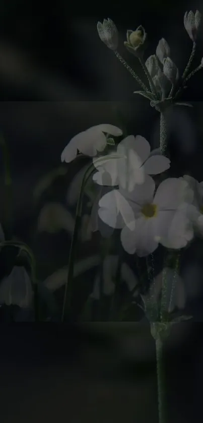 Dark floral wallpaper with white delicate flowers.