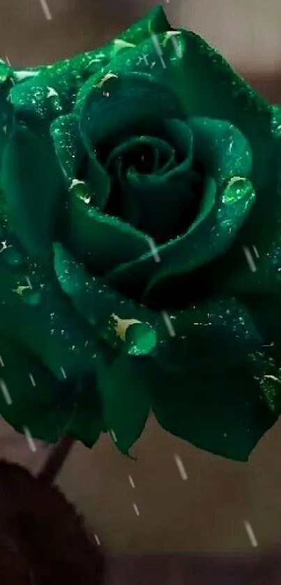 Close-up of a dark green rose with dewdrops on petals in a mobile wallpaper.