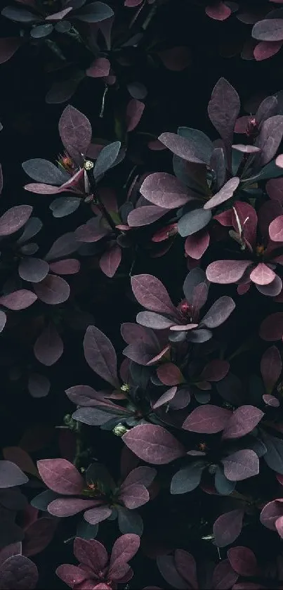 Dark purple leaves with elegant design pattern.