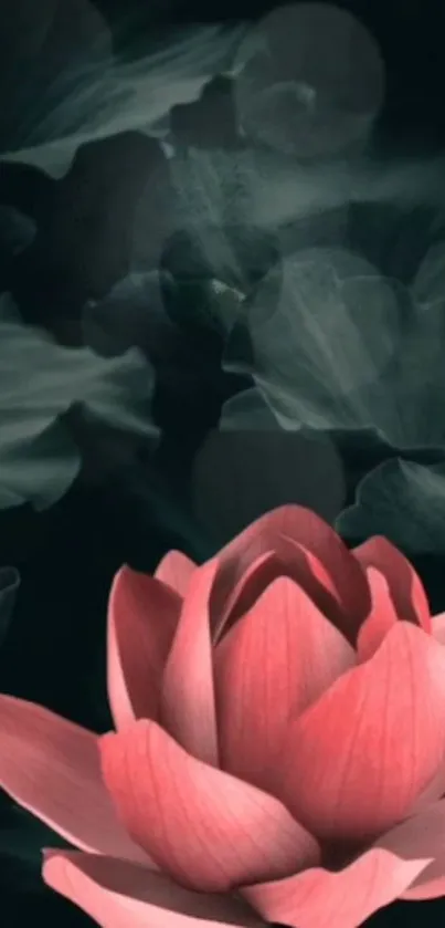 Dark-themed wallpaper with a pink lotus blossom.