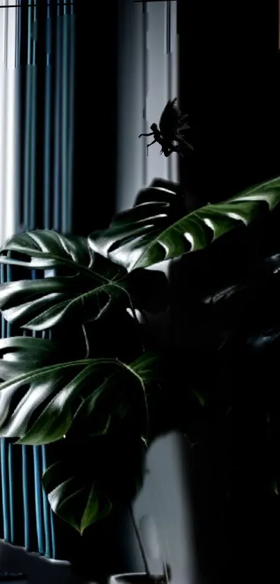 Dark green plant in white pot by window with curtains in low light.