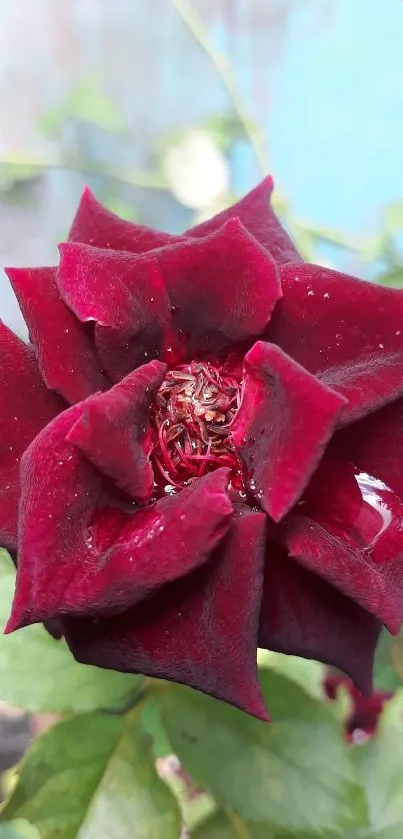 Close-up of a vibrant dark red rose with green leaves.