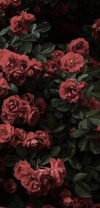 Dark red roses and green leaves wallpaper.