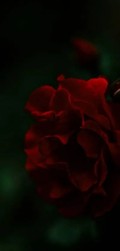 A dark red rose close-up on a moody background wallpaper.