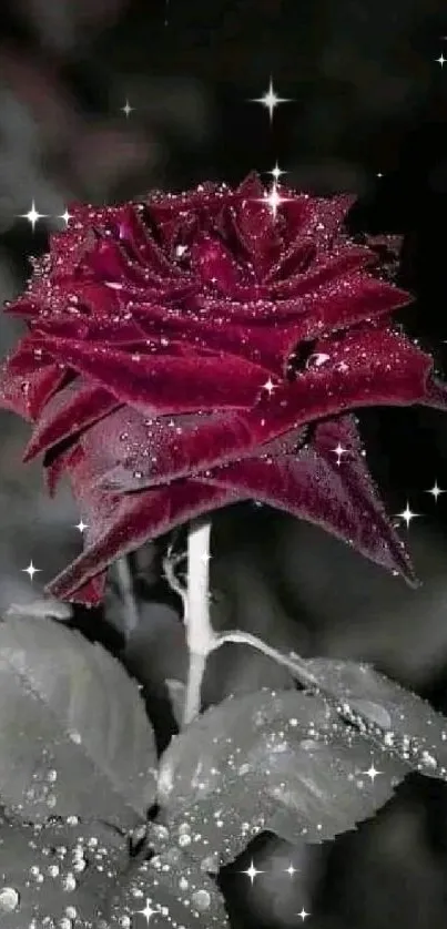 An elegant dark red rose with dewdrops on leaves.