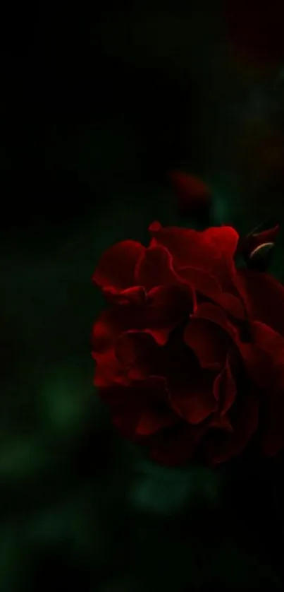 Vibrant dark red rose with a lush black background.