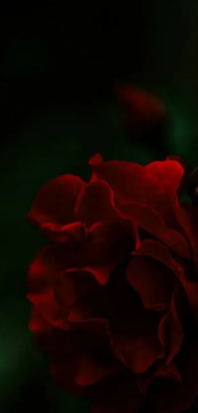 Close-up of dark red rose on a dark background.