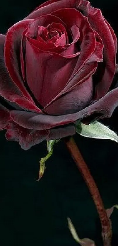 Dark red rose with elegant petals on a dark background.