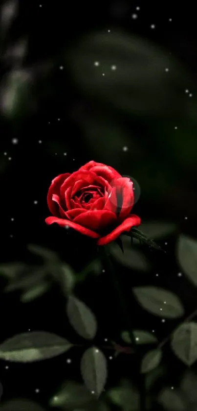 Elegant dark wallpaper featuring a vibrant red rose.