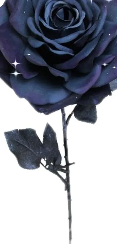 Elegant dark purple rose with sparkling highlights.